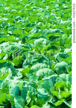 Cabbage field, Nobeyama plateau 43827610