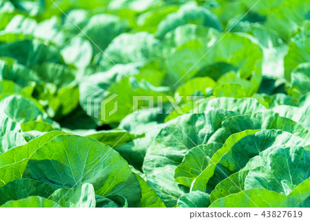 白菜田，Nobeyama高原 43827619