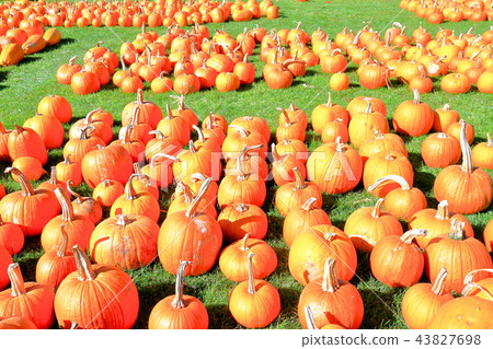 Lots of pumpkins Lots of pumpkins 43827698