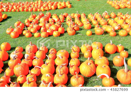 Lots of pumpkins 43827699