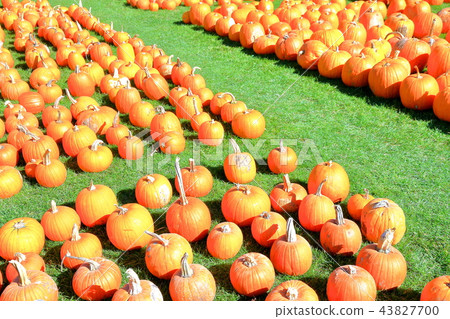 Lots of pumpkins Lots of pumpkins 43827700