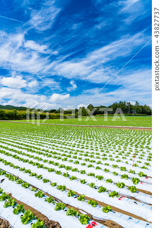 "Nagano Prefecture" Nobeyama plateau, lettuce field 43827737