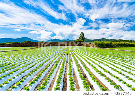 “長野縣”Nobeyama高原，生菜場 43827743