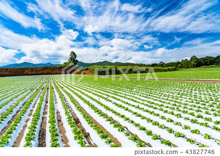 "Nagano Prefecture" Nobeyama plateau, lettuce field 43827746