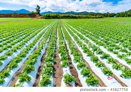 "Nagano Prefecture" Nobeyama plateau, lettuce field 43827750