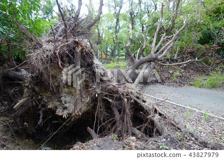 颱風21號Onogawa綠色遮陽道的痕跡 43827979