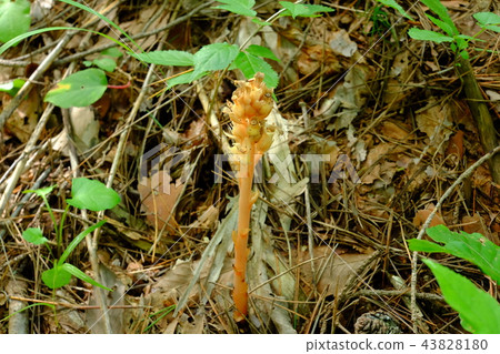 Cleavage No. 2 Cleavage No. 2 43828180