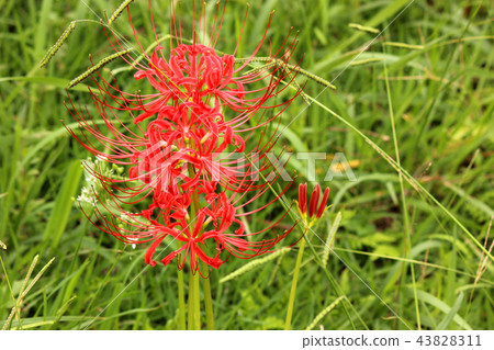 Flowering in an elegant shape (2) 43828311