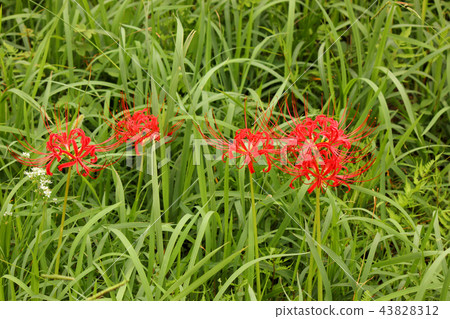 Red Mandarin Shana that shines in the green grass (2) 43828312