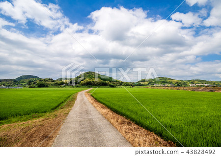 稻田和鄉村道路 稻田和鄉村道路 43828492