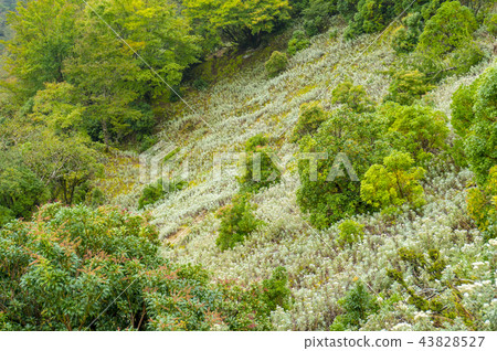 母親和兒童草群 母親和兒童草群 43828527