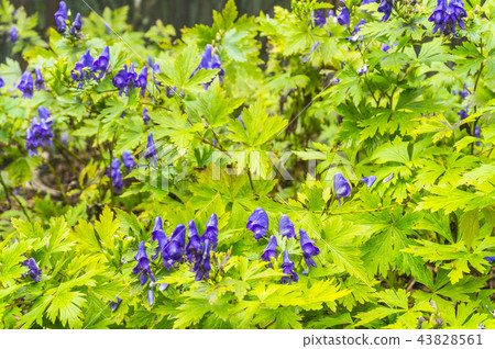 山鳥棺材 山鳥棺材 43828561