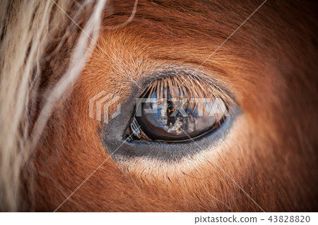 Horses in the mountains in Iceland 43828820