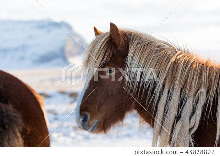 Horses in the mountains in Iceland Horses in the mountains in Iceland 43828822