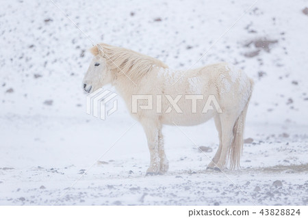 White horse staying during snowy winter day in Iceland. 43828824