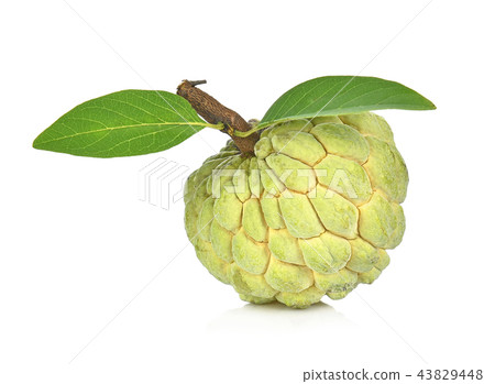 Custard apple isolated on white background,annona 43829448