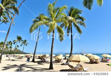 夏威夷的假期 夏威夷的假期 43829903