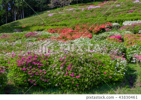 靜岡縣熱海市himenosawa公園的杜鵑花 照片素材 圖片 圖庫