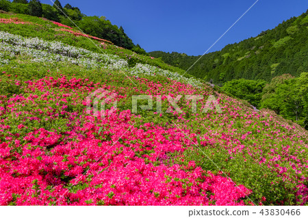 靜岡縣熱海市Himenosawa公園的杜鵑花 43830466