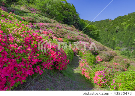 Azalea of Himenosawa Park in Atami, Shizuoka Prefecture 43830473