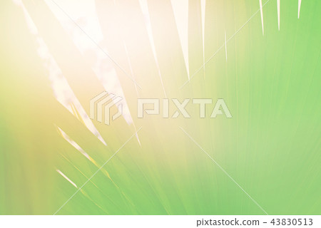 Sunshine Effect Palm Trees Jungle Blue Sky Toned 43830513