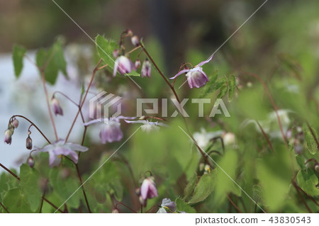 Freshwater leek 43830543