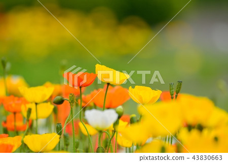 盛開的罌粟 43830663