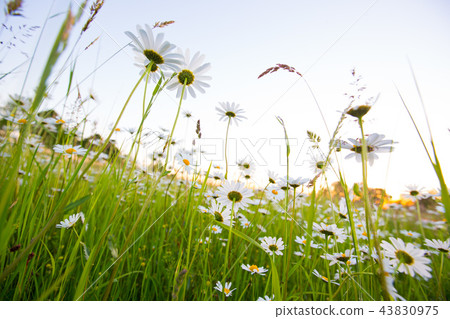 Chamomile meadow flowers. Beautiful nature scene with blooming chamomilles. Chamomile meadow flowers. Beautiful nature scene with blooming chamomilles. 43830975