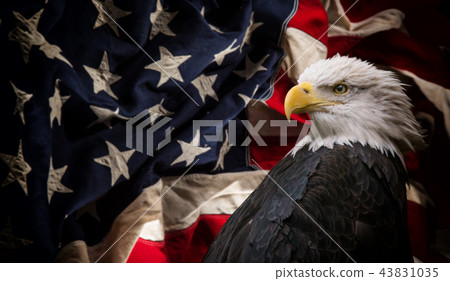 American Bald Eagle with Flag. 43831035