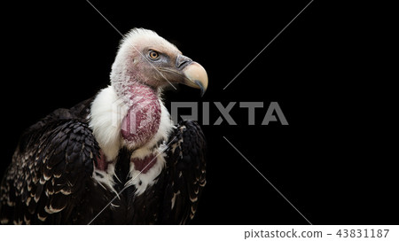 A Ruppell's Griffon Vulture (Gyps rueppellii). 43831187