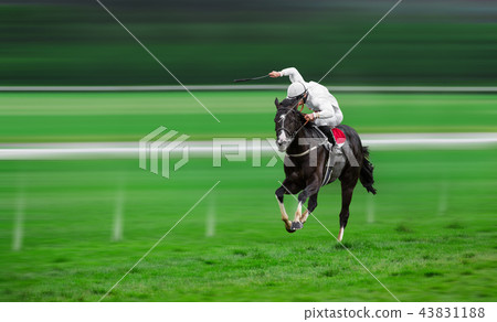 Race horse with jockey on the home straight 43831188