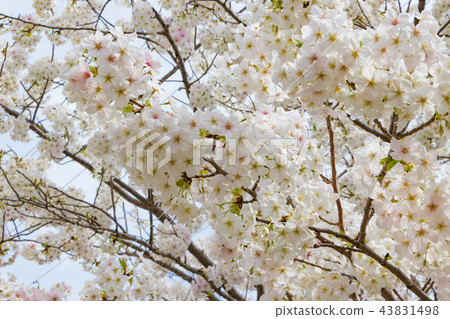 新橫濱公園的櫻花盛開 43831498