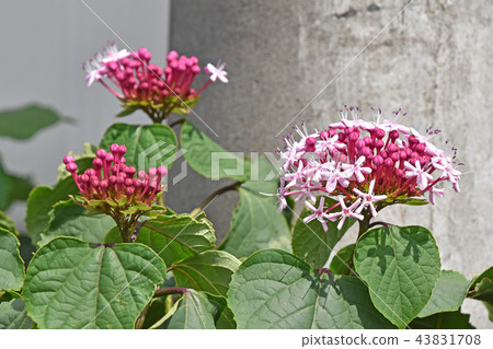 Butakagi（牡丹氣味樹） 43831708