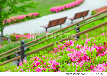 Azalea of the Shizuoka Prefecture Hakonan Town Movement Park 43832480