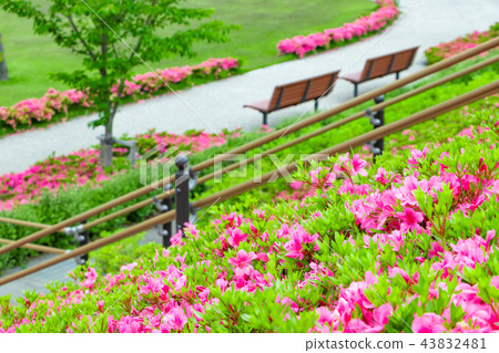 Azalea of the Shizuoka Prefecture Hakonan Town Movement Park Azalea of the Shizuoka Prefecture Hakonan Town Movement Park 43832481