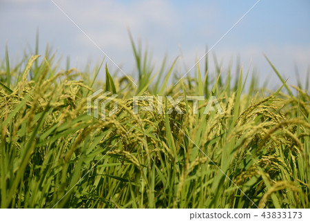 Autumn rice ear 43833173