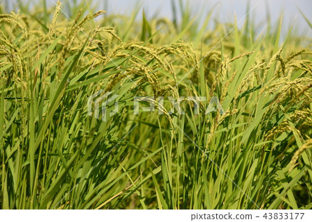 Autumn rice ear 43833177