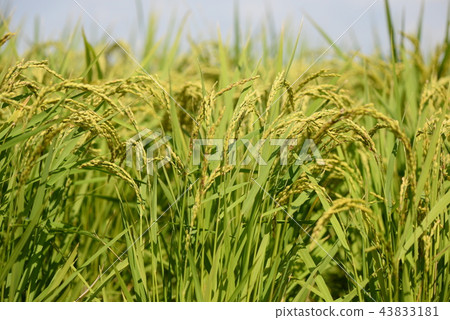 Autumn rice ear Autumn rice ear 43833181