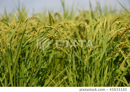 Autumn rice ear Autumn rice ear 43833183
