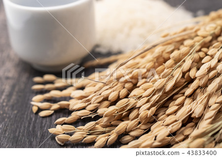 水稻穗和米飯 43833400