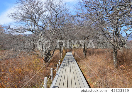 Tree road (Oku-Nikko / Senjogahara / Nikko city, Tochigi prefecture) Tree road (Oku-Nikko / Senjogahara / Nikko city, Tochigi prefecture) 43833529