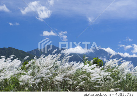 Autumn silver white flower sea 43833752
