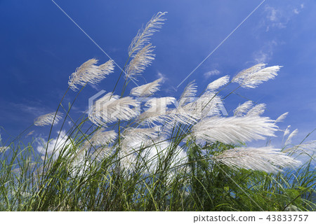 秋天銀白色的花海 43833757