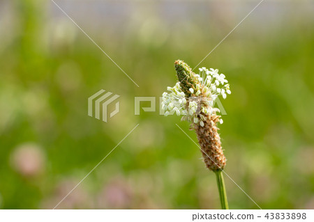 阿拉河河床 43833898