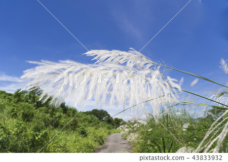 秋天銀白色的芒草花海 43833932