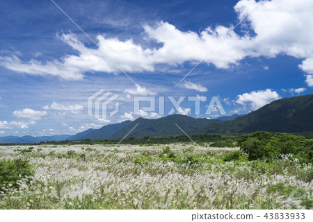 秋天銀白色的芒草花海 43833933