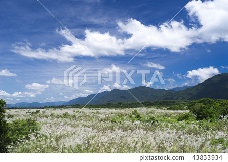 秋天銀白色的芒草花海 43833934