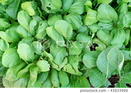 Green leaves pattern,mustard greens 43833998