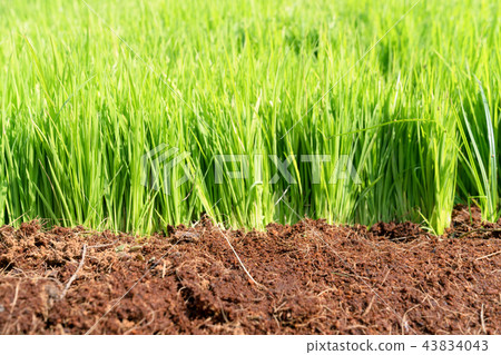 closeup soil for growing rice closeup soil for growing rice 43834043