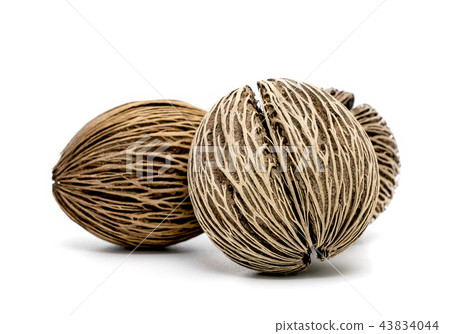 Suicide, Pong pong seed or Alstonia scholaris Suicide, Pong pong seed or Alstonia scholaris 43834044